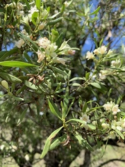 Myoporum montanum