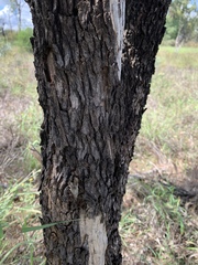 Myoporum montanum