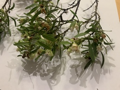 Myoporum montanum