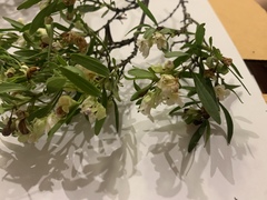 Myoporum montanum