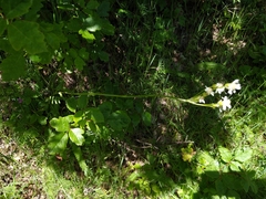 Senecio integerrimus ochroleucus