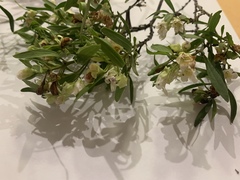Myoporum montanum