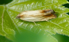 Eucosma umbrastriana