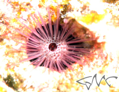Echinostrephus