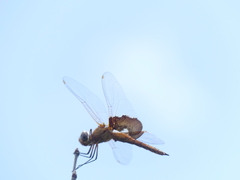 Tramea onusta