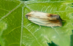 Eucosma umbrastriana