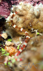 Corythoichthys amplexus