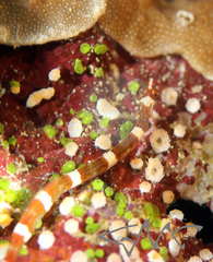Corythoichthys amplexus