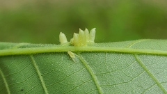 Caryomyia striolata