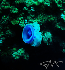 Netrostoma setouchianum