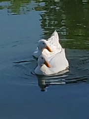 Anas platyrhynchos domesticus