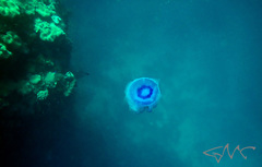 Netrostoma setouchianum
