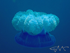 Netrostoma setouchianum