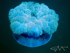 Netrostoma setouchianum