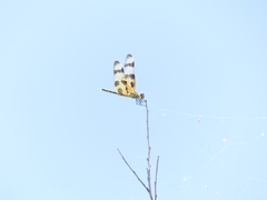 Celithemis eponina