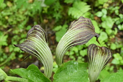 Arisaema elephas