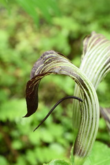 Arisaema elephas