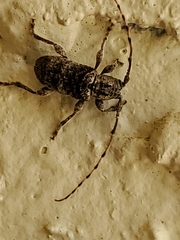 Ecyrus