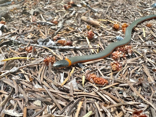 iNaturalist observation photo of Ring-necked Snake