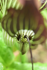 Arisaema elephas