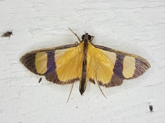 Phostria delilalis