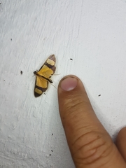 Phostria delilalis