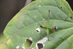 Paramastax duquei