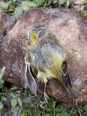 Phylloscopus xanthoschistos