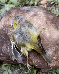 Phylloscopus xanthoschistos