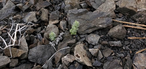 Image of Galium grayanum by (c) Asher Budnik, some rights reserved (CC BY)
