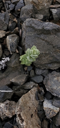 Image of Galium grayanum by (c) Asher Budnik, some rights reserved (CC BY)