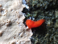 Vayssierea cinnabarea