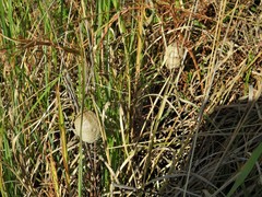 Tenodera superstitiosa