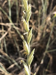 Thinopyrum intermedium