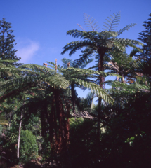 Sphaeropteris excelsa