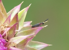 Monophylla terminata