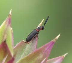 Monophylla terminata