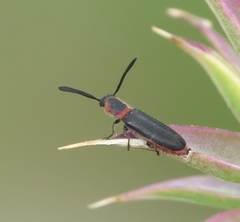 Monophylla terminata