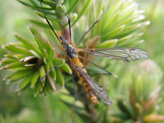 Ischnotoma