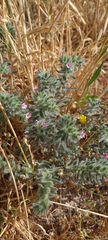 Alkanna strigosa