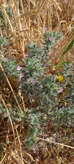 Alkanna strigosa