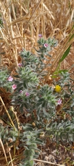 Alkanna strigosa