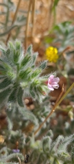 Alkanna strigosa