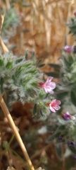Alkanna strigosa