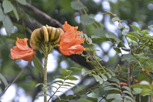 Spathodea campanulata