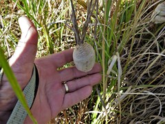 Tenodera superstitiosa