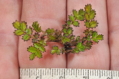 Acaena microphylla pauciglochidiata