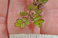 Acaena microphylla pauciglochidiata
