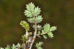 Acaena microphylla pauciglochidiata