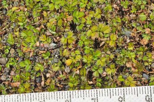 Image of Acaena microphylla by (c) Pieter Pelser, some rights reserved (CC BY)